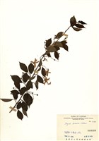 藏品(烏皮九芎(奮起湖野茉莉))的圖片